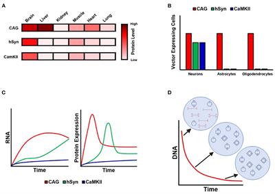 Editorial: Viral vector-based gene therapy in neurological disease: The future is now